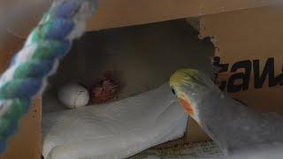 First #Cockatiel #Egg Hatched