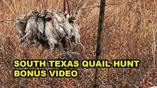 South Texas Quail Hunt: Bonus video