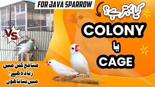 Java ki colony behtar he ya cage | java sparrow ko colony Vs Cage which is more Profitable