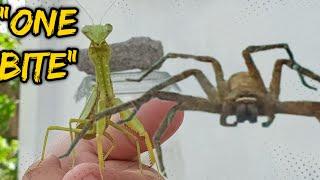 The Praying Mantis Vs Vicious Huntsman "One chance is all it takes"