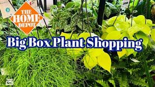 Big Box Plant Shopping at Home Depot || Lemon Lime Philodendrons, Manjula Pothos & More