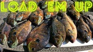 Easy way to catch bream - lots of Fish and tips