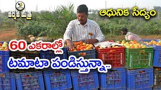 60 ఎకరాల్లో టమాటా పండిస్తున్న రైతు || Successful Tomato farming in Sixty Acres || Karshaka Mitra