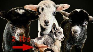 Tiniest baby goat weighs just 2 pounds | Mama goat has 4 babies (quads)