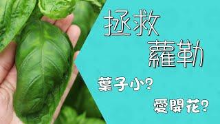 拯救甜蘿勒(羅勒) | 拯救九層塔 | 每天吃不完 | 森林有塊田