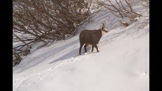 Wildlife Photography in the Swiss Alps - Chamois, Capricorn & co.