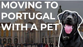 How to Move to Portugal With Your Pet (4 Steps)