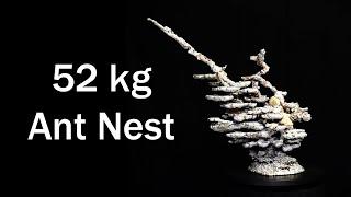 52 kg!! Giant Brown Bull Ant Nest - Aluminium Casting 2015