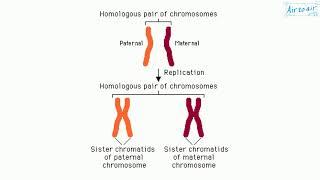 homologous chromosomes