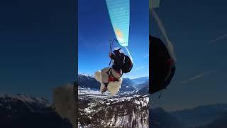 Gliding with Ouka the fluffy flying dog Les Écrins, France  Luka Leroy #paragliding #flyingdog