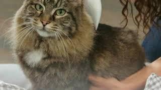 Pet Lice & Flea Removal 100% Non Toxic & Safe