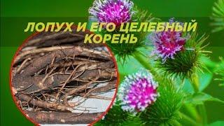 Корень лопуха и его лечебные свойства