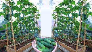 New idea | grow cucumbers at home for many fruits