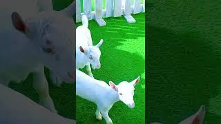 Fence #fence #goat #farm #cute #how #howto #animals #goatfarming #beautiful #nature #m4champs #naat