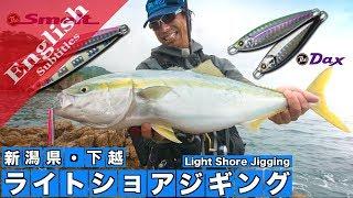 Light shore jigging for Yellowtail