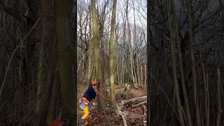 Tree Falling, using a Felling Lever