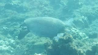 HOPEDAWG SeaTurtle Footage Hawaii #seaturtle #hawaii #hopedawg