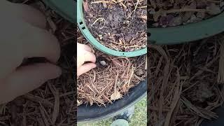 Planting garlic from store