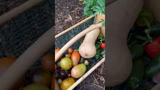 Garden harvest  #gardenharvest #shorts #gardeningardening #homegardening