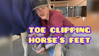 Toe Clipping Horse's Front Feet- Hoof Restoration