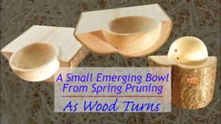 A Small Emerging Bowl From Spring Pruning