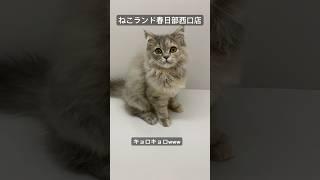 【子猫販売】#サイベリアン #子猫 #猫アレルギー #ねこランド #春日部