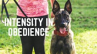 How to Build Power & Intensity in Obedience Using Frustration | Grassroots K9