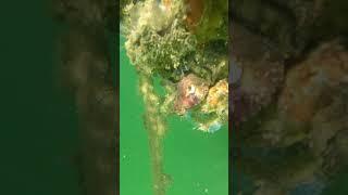 ocean | Lendi TV #shorts