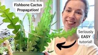 How to propagate the fishbone cactus  A NO-FAIL guide! ⭐️