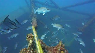 A Day You Dream About, Crystal Clear Water Spearfishing NEW Spots That Turn Out INCREDIBLE...