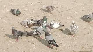 Pigeon Relaxing Mode | More Beautiful Pigeon Video | Kabootar Video | Discover With Noman