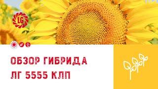 Обзор гибрида ЛГ 5555 КЛП / Гибрид подсолнечника