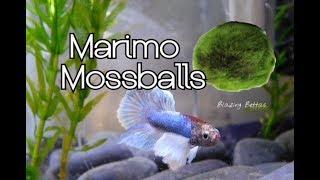 Marimo Moss Ball Care & Benefits | Betta Fish