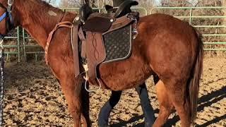 2018 Colt challenge with Alyssa Sandoval and Dexter. Dexter will be for sale through CHRN.