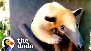 Rescued Baby Anteater Learns How to Be Wild | The Dodo Little But Fierce