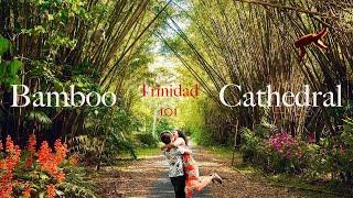 TRINIDAD AND TOBAGO 101: THE BEAUTIFUL BAMBOO CATHEDRAL OF TRINIDAD, Tucker Valley in Chaguaramas