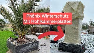 Phönix Canaerensis Winterschutz mit Hohlkammerplatten und Frostwechter. Palme Winterfest machen