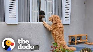 Neighbor's Dog Knocks On Door Everyday To Play With Her BFF | The Dodo