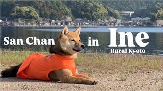 1 Day trip turned into a Week!? Ine City Adventure with Shiba! #146