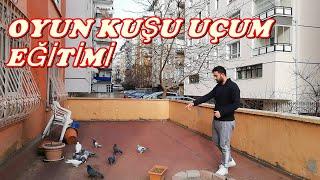 OYUN KUŞU NASIL UÇURULUR DAR ALANA EĞİTİM VERME HOW TO FLY PİGEONS