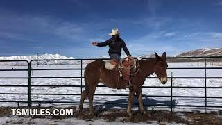 Everyday Mulemanship challenge week #9