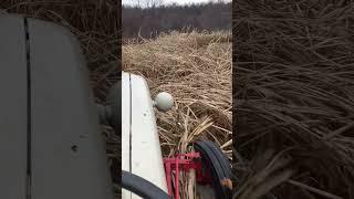 Mowing Egyptian Wheat Grass #fordtractor #outdoors #brushhog #eygptianwheatgrass #foodplots #shorts