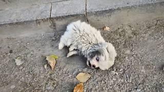 A stray puppy with a brain defect convulsed on the roadside, fearfully watching the passerby stop.