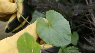 RHS Gardening Advice - Bindweed