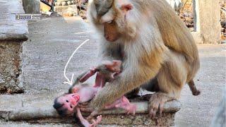 Old Mommy m-i-s-treated newborn hybrid baby monkey one day old & a-b-a-ndoned P-i-t-ifully