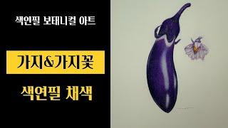 색연필기초/가지&가지꽃2편/색연필 채색편/색연필 보태니컬아트 /가지 색감 좋게 표현하는 방법!/colored pencils botanical art