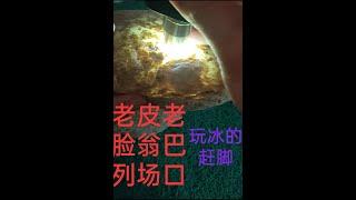 翡翠原石---翁巴列和木那同属一个矿区，常出冰货