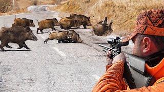 GREAT SHOTS TO THE WILD BOAR HERD - HIGH ADRENALIN WILD BOAR HUNTING, HOG HUNTS, PIG, WILD LIFE