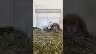 Rabbit Bonding | Pairing Rabbits | How to Bond my Rabbits | Bunnies | Bunny Pairs | Rabbit Pairs