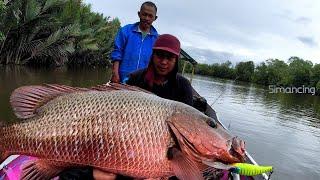 Saat Kondisi Begini Ikannya Tambah Agresif & Lebih Besar  Mancing Ikan Kakap Besar di Muara Sungai